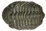 Detailed Morocops Trilobite - Morocco #155870-4